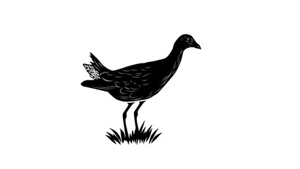 Azure Gallinule bird, black isolated silhouette