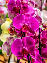 Close-Up of Vibrant Pink Orchid Flowers on a Green Background. High-Resolution Floral Background for Stunning Wallpapers, Digital Marketing, and Creative Projects