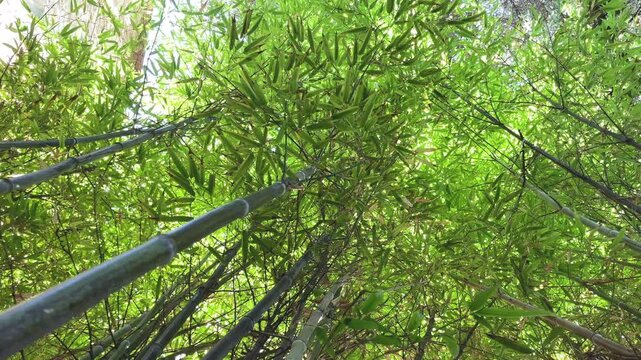 Smooth bottom up slider shot of  young thin bamboo plants. Tranquil scene.