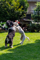 Little dogs playing on the grass