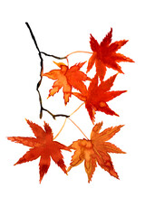 水彩の手描き素材。紅葉したもみじの素材