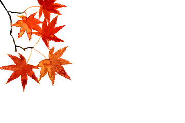 水彩の手描き素材。紅葉したもみじの素材