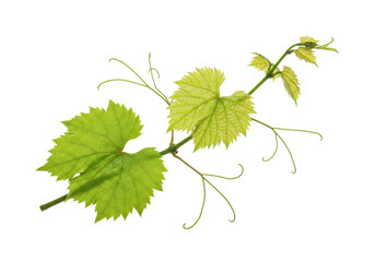 A vibrant green grape vine branch with large emerald leaves and delicate spiraling tendrils, isolated against a pristine transparent studio background with uniform soft lighting, ultra-realistic