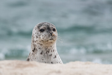 harbor seal
