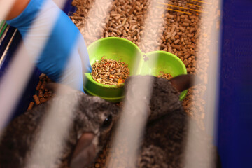 People care for and play with chinchillas.
