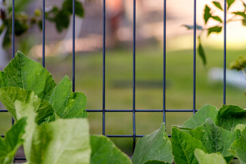 the fence in the garden is overgrown
