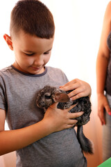 People care for and play with chinchillas.