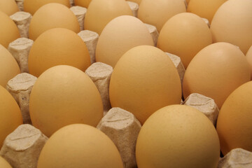Fresh yellow chicken eggs in tray