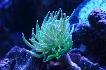Green underwater plant in big aquarium