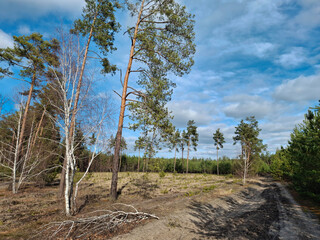 Coniferous trees in the beautiful forest. Pathway in the beautiful spring wood
