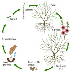 A growth cycle of manuka plant on a white background..eps