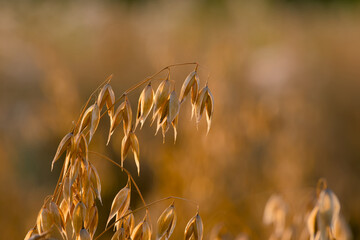 ear of oats in the evening sunlight close-up with blurred background	