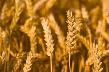 close-up of a ripe ear of wheat growing in an agricultural field, captured in natural light	