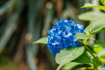 Colorful flowers in the garden