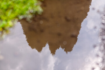 reflection of trees in the water