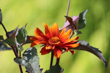 Sweden. Heliopsis helianthoides is a species of flowering plant in the family Asteraceae, known by the common names rough oxeye, smooth oxeye and false sunflower. 
