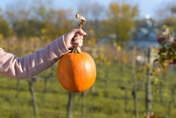 A persons hand holding a freshly picked orange pumpkin by the stem during a sunny autumn day