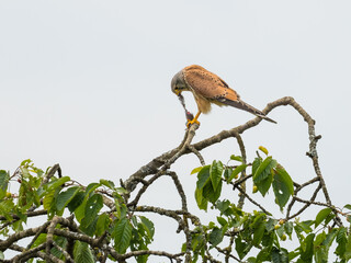 Turmfalke mit Beute
