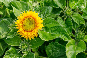 Colorful flowers in the garden