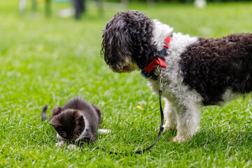 Young kittens in the garden