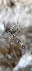 Spinne von unten, Argiope Lobata