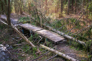 A makeshift bridge over a ravine in a spring forest