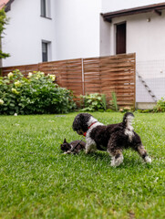 Young kittens in the garden