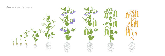 Illustrated growth stages of pea plants