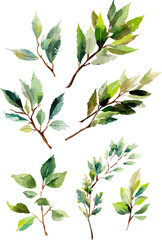 Arrangement made of watercolor green and bule leaves, summer wedding and greeting vector illustration transparent background