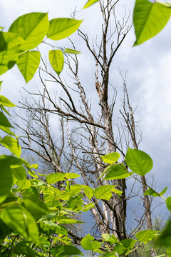 Toter Baum nach Gewitter