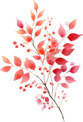 Watercolor illustration spring blossom flowers in soft pink and yellow soft pink Bougainvillea flower in nature. Vintage floral vector on transparent background.