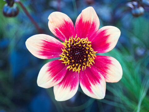 Closeup of a Red and White Dahlia in Full Bloom