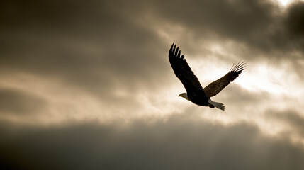 Fototapeta premium A majestic bald eagle soaring through a dramatic golden-hued sky.