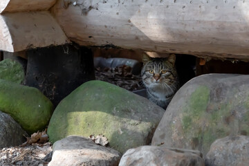 A grey cat hides under a wooden house on a rainy day