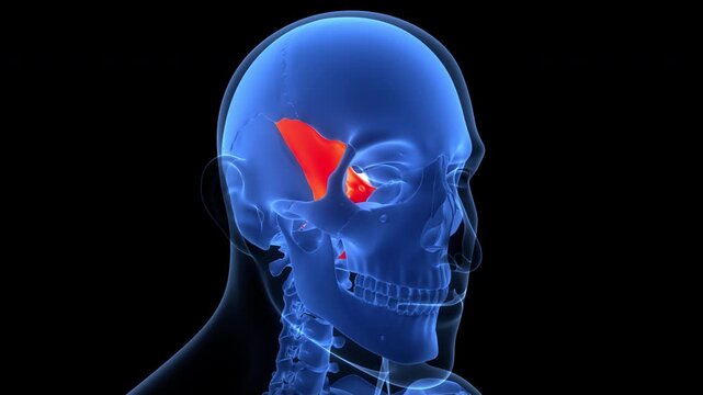 Human Skeleton System Skull Bone Parts Sphenoid Bone Anatomy Animation Concept