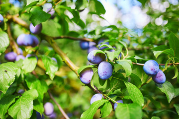 Ripe blue plums on a branch on a sunny summer day. Organic gardening concept