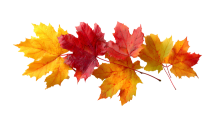 Autumn maple leaves in vibrant colors isolated on transparent background