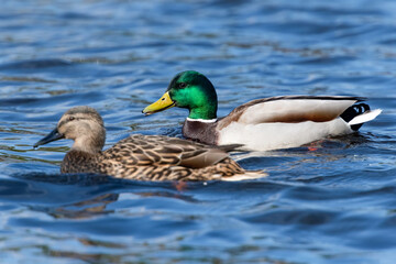Brightly colored mallard - anas platyrhynchos with his girlfriend on the waves of the reservoir