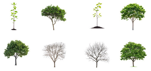 A collection of eight trees, each with varying stages of growth and foliage, against a transparent background