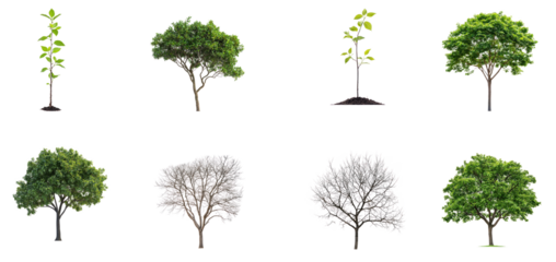 A collection of eight trees, each with varying stages of growth and foliage, against a transparent background
