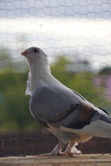 Pigeons