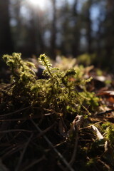 Moss in the sunny forest