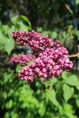 Pink flowers in the garden