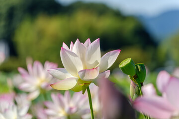 蓮の花が咲く夏の朝の風景