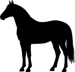Majestic black horse silhouette elegant equine profile