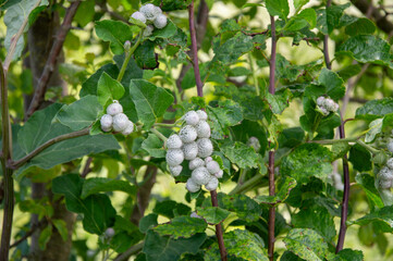 White berries hang in clusters among vibrant green leaves in a lush garden, illuminated by warm sunlight, showcasing nature's beauty