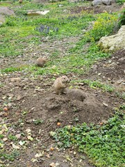 Perrito de la pradera