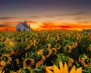Sunflowers at sunrise 