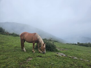 Caballos en monta&ntilde;a con niebla