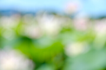 夏空に咲く蓮の花と緑の葉の抽象的なぼかし背景